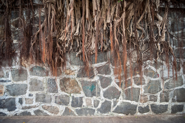 Banyan tree root groeiende tegen een stenen muur, Hong Kong - Foto, afbeelding