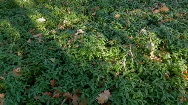 Glade overgrown with wild vinca in the autumn forest - Felvétel, videó