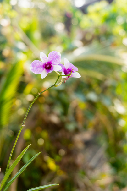 Фиолетовый цветок орхидеи, избирательный фокус с размытым фоном
 - Фото, изображение