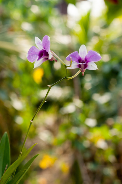 Lila orchidea virág, szelektív összpontosít-val életlenítés háttér - Fotó, kép