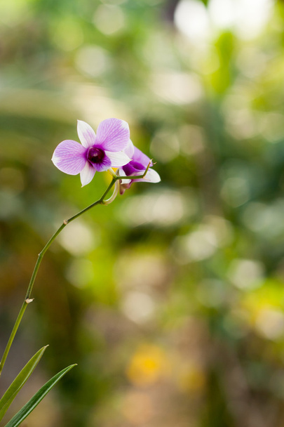 Fioletowy kwiat orchidei, selektywne focus z rozmycie tła - Zdjęcie, obraz