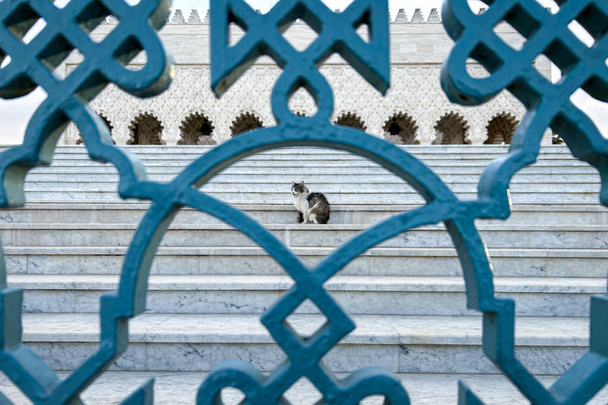 Вуличний кіт стоїть і відпочиває на сходах у мавзолеї Мохаммеда V в Рабаті (Марокко). - Фото, зображення