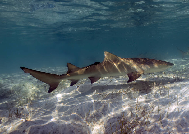 Lemon Sharks (Negaprion brevirostris) in the shallow water in North Bimini, Bahamas - Foto, imagen
