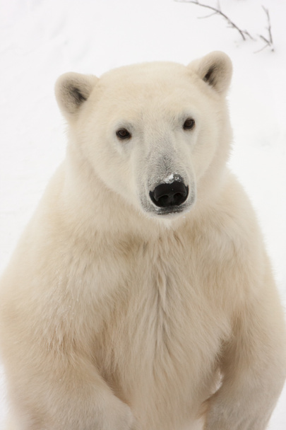 Yetişkin kutup ayısı arka ayakları üzerinde duran, yakın çekim - Fotoğraf, Görsel