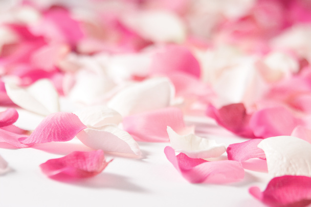 Rose petals - Photo, Image