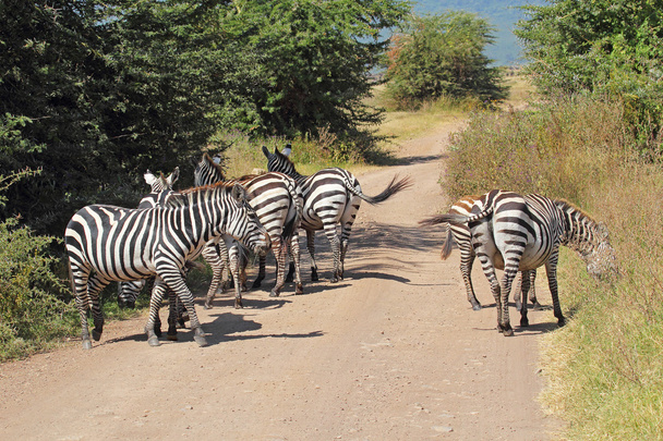 Стадо звичайних зебр вздовж дороги
 - Фото, зображення