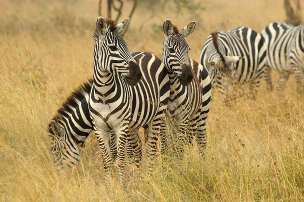 Зебры, пасущиеся в саванне
 - Фото, изображение