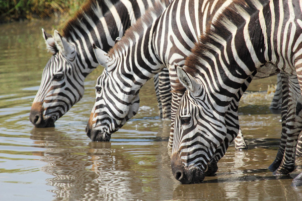Gemeenschappelijke Zebra's drinken in Serengeti - Foto, afbeelding