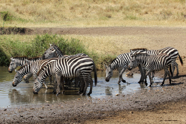 Állomány közös zebrák iszik víz-lyuk - Fotó, kép