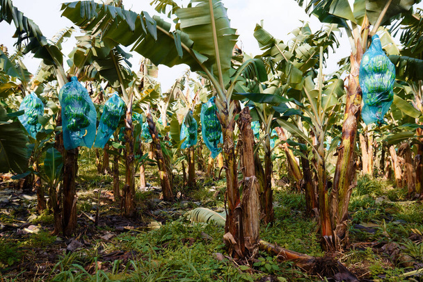 Банановая плантация, расположенная на острове Мартиника. Французская Вест-Индия. Производство бананов - основная сельскохозяйственная оккупация Мартиники. - Фото, изображение