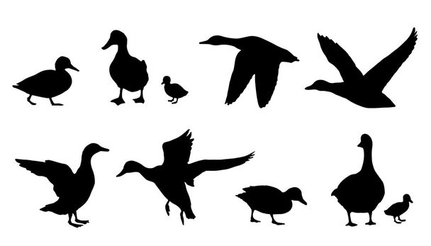 duck silhouettes - Vector, Image