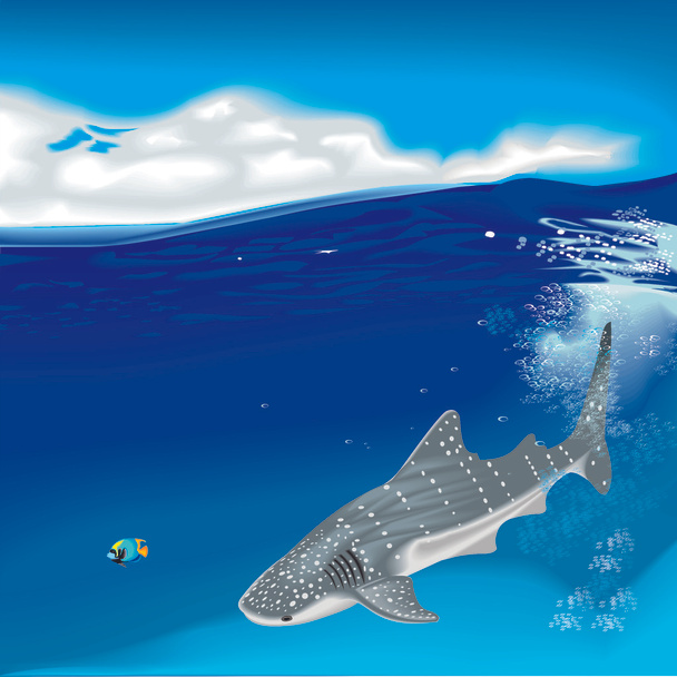 Balina köpekbalığı ile sualtı - Vektör, Görsel