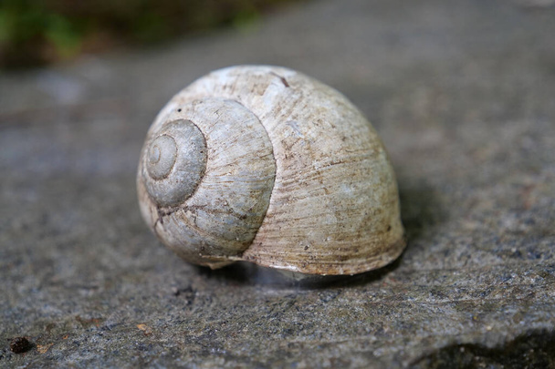 White shell on a stone - Foto, imagen
