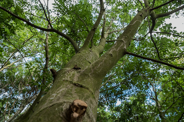 Nízké hledisko shot stromů - Fotografie, Obrázek