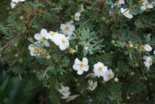 Biały Potentilla "Abbotswood" w ogrodzie w maju. Potentilla to roślina zielna kwitnąca z rodziny Rosaceae. Berlin, Niemcy - Zdjęcie, obraz