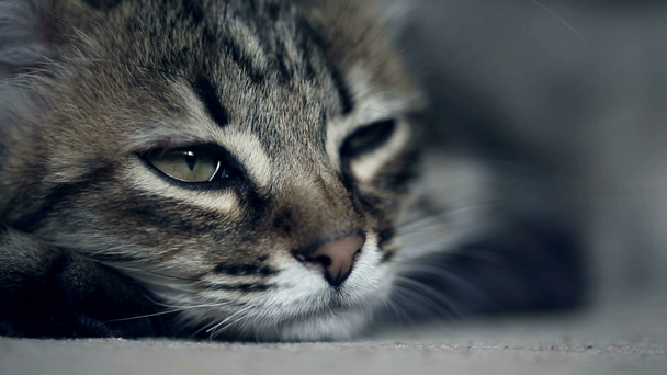 El primer plano del hocico del gatito que se duerme
 - Imágenes, Vídeo