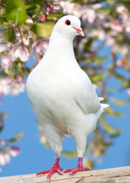 one white pigeon on flowering background - Photo, Image
