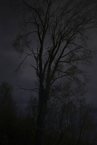 Nacht in een eng bos - Foto, afbeelding