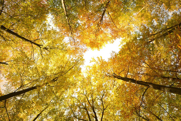 森の秋の日 - 写真・画像