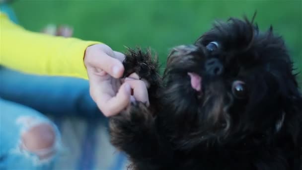 Pieni söpö shaggy koira vie ruokaa tyttö käsissä. lähikuva
 - Materiaali, video
