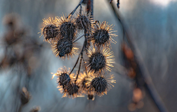 Burdock at the hour of winter sunset - Photo, Image