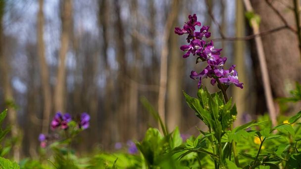 violet fumewort plants, possibly Corydalis solida, pagan ritual herb, mysterious meadow romantic mood, blurred tree trunks in background, light and shadow play, spring awakening ecotourism concept - Foto, Bild