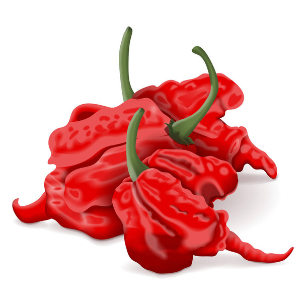Group of Carolina Reaper peppers. HP22B. Capsicum chinense. Superhot or extremely hot chile pepper. Chili pepper. Fresh organic vegetables. Vector illustration isolated on white background. - Vector, imagen