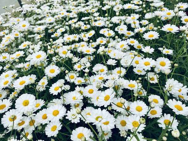 Daisy chamomile flowers in the garden close up, zero waste, sustainable life - Foto, afbeelding