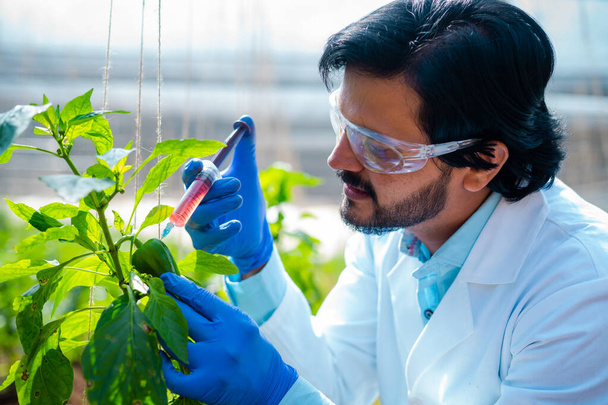 Agro scientist at greenhouse with syringe injecting some chemicals to capsicum plant - concept of research, innovation in farming and safety. - Foto, immagini