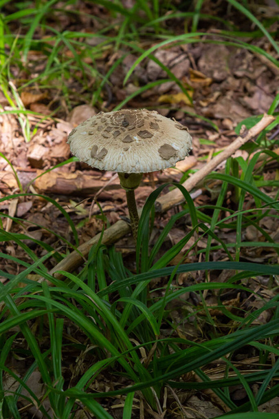 Beautiful parasol mushroom Macrolepiota procera in the forest with sun rays on the background. - Photo, Image