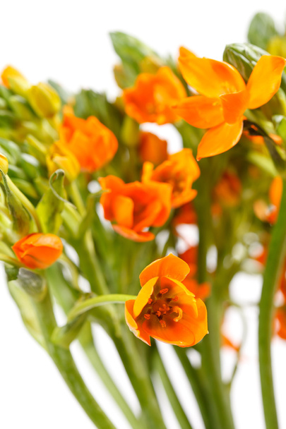 Orange freesia flowers - Foto, imagen