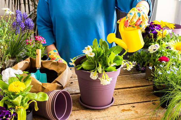 Decoración de primavera de un balcón o terraza con flores, mujer trasplantando una flor Primula en una olla de barro, jardinería casera y pasatiempos, diseño biofílico - Foto, imagen