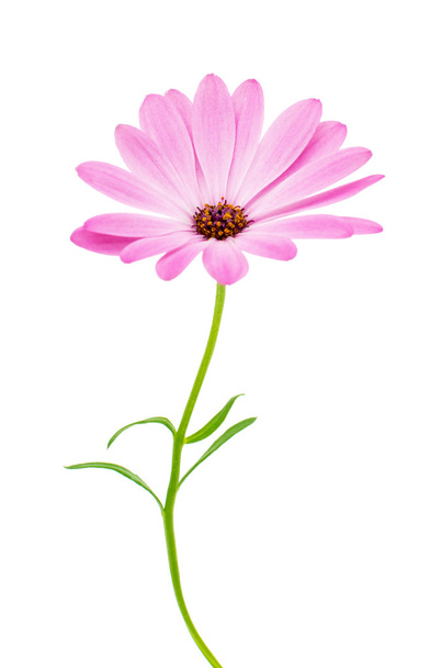 mys sedmikráska květ - Fotografie, Obrázek
