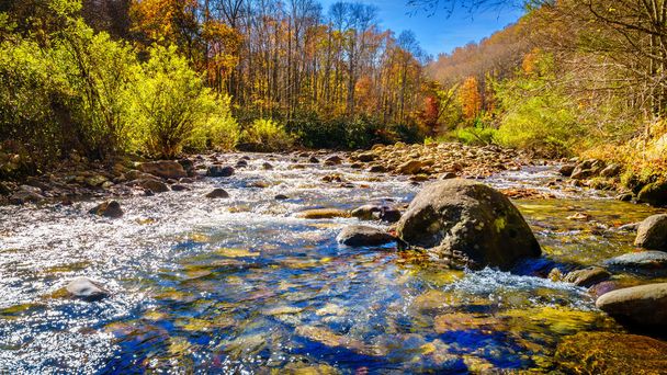 Fall scene by a creek in Pisgah National Forest in North Carolina - Foto, immagini