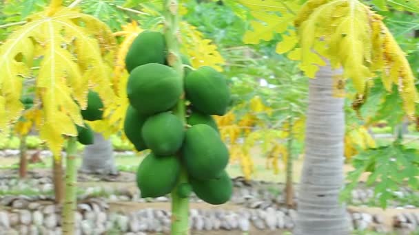 Papaija hedelmät puussa
 - Materiaali, video