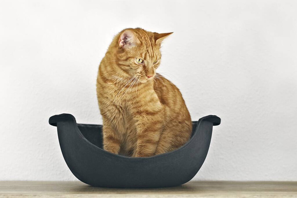 Cute red Cat sitting in a cave-style cat bed and lokling away. - Foto, Imagen