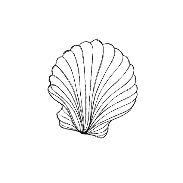 Line art illustration of a seashell on blue watercolor background. Shell tattoo idea. Hand drawn nautical engraving of nautical prints isolated on white background - Valokuva, kuva
