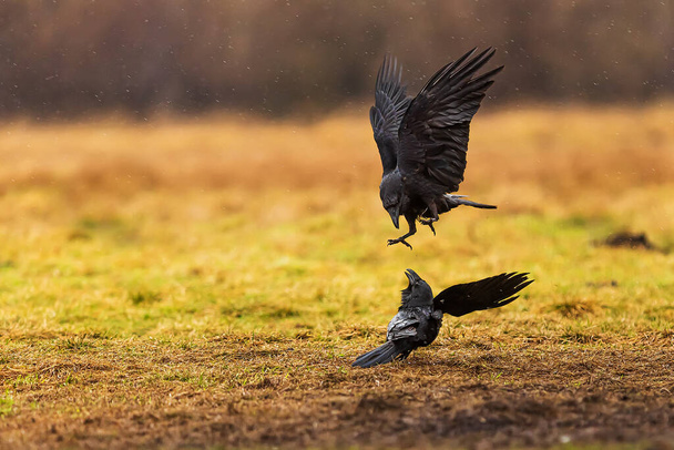 male common raven (Corvus corax) the two are fighting - Fotó, kép