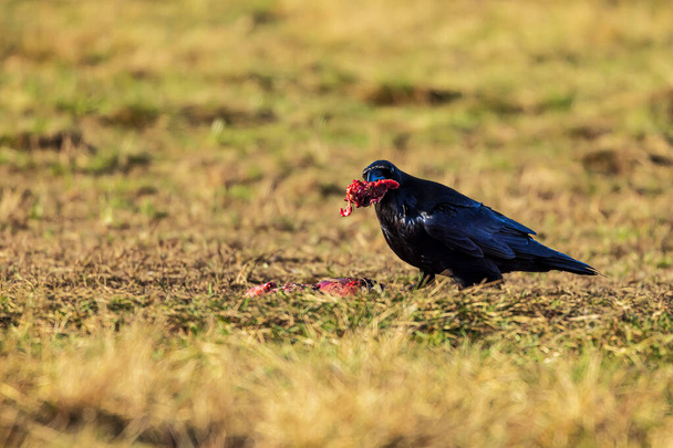 male common raven (Corvus corax) eats the remains of the carcass - Photo, Image