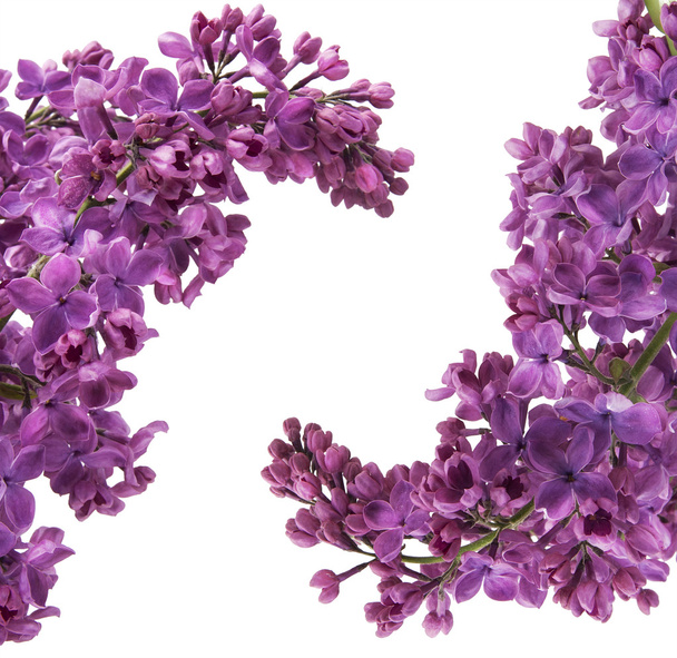 Carte postale lilas violet
 - Photo, image