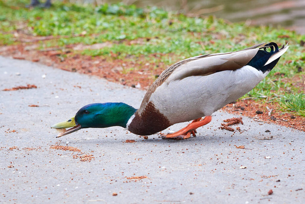 Mallard Male Duck eating bread ( Anas platyrhynchos ) - Zdjęcie, obraz