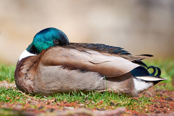 Mallard Male Duck resting ( Anas platyrhynchos ) - Zdjęcie, obraz
