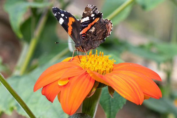 Close up of red admiral (vanessa atalanta) butterfly on a  Mexican sunflower(tithonia rotundifolia) in the garden - Zdjęcie, obraz