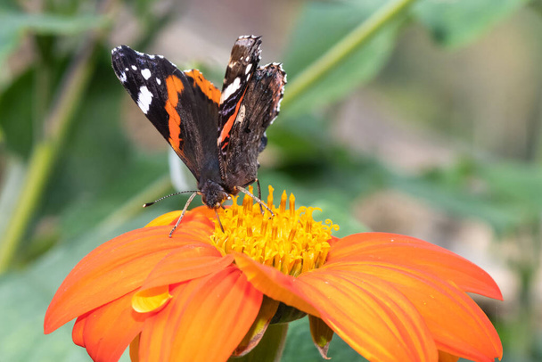 Close up of red admiral (vanessa atalanta) butterfly on a  Mexican sunflower(tithonia rotundifolia) in the garden - Foto, Imagen