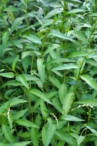 Persicaria hydropiper grows among grasses in the wild - Photo, Image