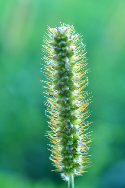 Setaria grows in the field in nature. - Photo, Image
