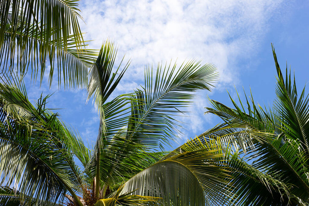 Кокосовые пальмы, красивые тропические с небом и облаками. - Фото, изображение