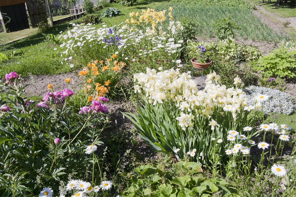 Ιουνίου κρεβάτι λουλουδιών σε ένα μικρό κήπο - Φωτογραφία, εικόνα