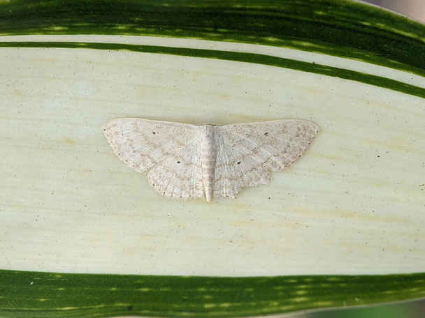 The cream wave is a moth of the family Geometridae. The species was first described by Adrian Hardy Haworth in 1809. It is found in forest and woodland regions, feeding on grasses and small plants - Foto, Imagem