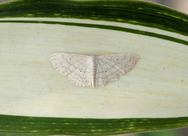 The cream wave is a moth of the family Geometridae. The species was first described by Adrian Hardy Haworth in 1809. It is found in forest and woodland regions, feeding on grasses and small plants - Photo, image